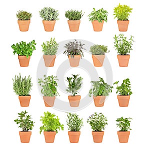 Herbs in Pots