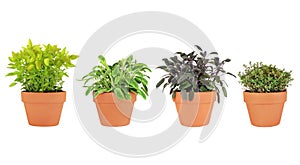 Herbs in Pots