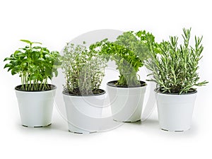 Herbs in pots over white background