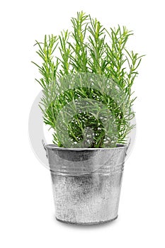 Herbs of rosemary in a bucket
