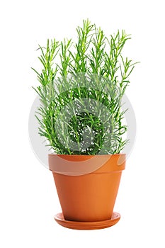 Herbs of rosemary in a pot