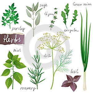 Herbs set