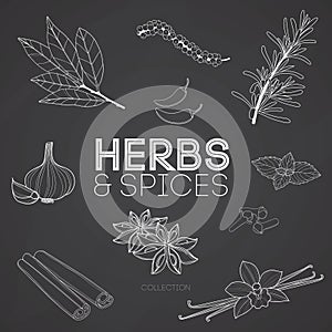 Herbs and spices on blackboard