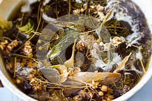 Herbs and spices boiling in water.  Thyme, linden, mint ...