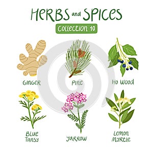 Herbs and spices collection 10