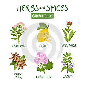 Herbs and spices collection 11