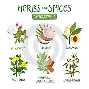 Herbs and spices collection 12