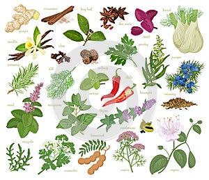 Herbs and spices collection