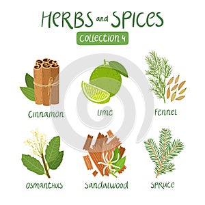 Herbs and spices collection 4