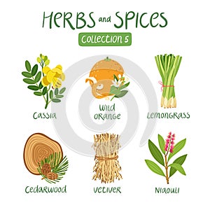 Herbs and spices collection 5