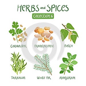 Herbs and spices collection 6