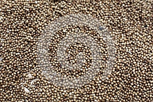 coriander seeds