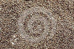 coriander seeds photo