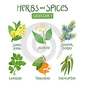 Herbs and spices collection 1