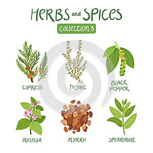 Herbs and spices collection 3