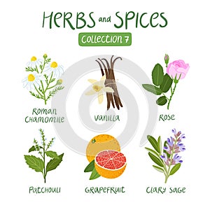 Herbs and spices collection 7