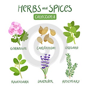 Herbs and spices collection 8