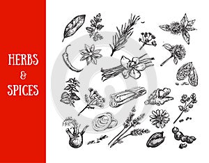 Herbs and spices collection. Vector hand drawn illustration. Isolated