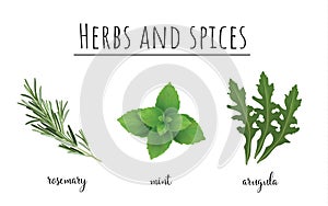 Herbs and spices color set.