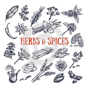 Herbs and Spices condiments 1