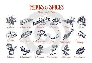 Herbs and Spices condiments 4