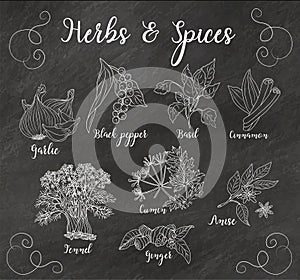 Herbs and spices hand drawn vector isolated.