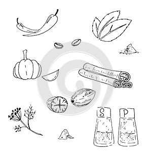 Herbs and Spices. Hand drawn vector illustration set. Engraved style flavor and condiment drawing. Botanical vintage