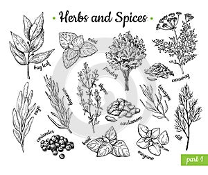 Herbs and Spices. Hand drawn vector illustration set. Engraved style flavor and condiment drawing. Botanical vintage