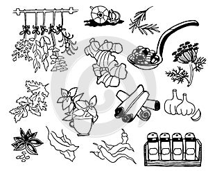 Herbs and Spices. Hand drawn vector illustration set. Engraved style flavor and condiment drawing. Botanical vintage