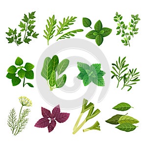 Herbs and spices. Oregano green basil mint spinach coriander parsley dill and thyme. Aromatic food herb and spice vector