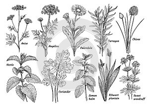 Herbs, spices, plants collection, illustration, drawing, engraving, ink, line art, vector