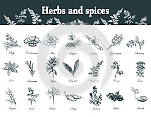 Herbs and spices set. Hand drawn officinale medicinal plants. Or