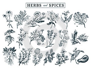 Herbs and spices set. Hand drawn officinalis, medicinal, cosmetic plants. Botanical illustrations for tags. cards etc.