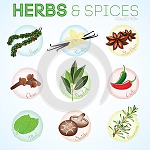 Herbs and spices in vector border frame