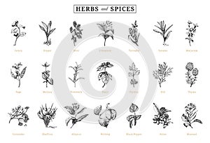 Herbs and spices, vector sketchs, design elements.