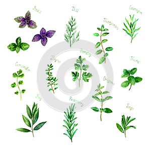 Herbs spices watercolor green fresh set on white