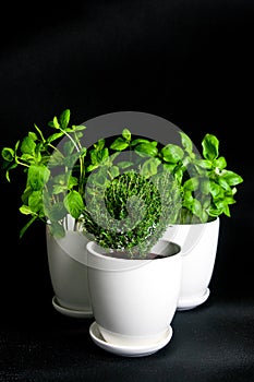 Herbs in white pot on black background. Basil, thyme and mint.