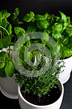 Herbs in white pot on black background. Basil, thyme and mint.