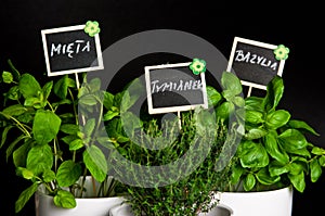 Herbs in white pot on black background. Basil, thyme and mint.