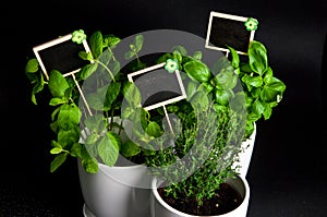 Herbs in white pot on black background. Basil, thyme and mint.