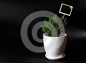 Herbs in white pot on black background Thyme