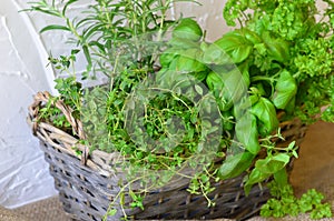 Herbs in wicker handbasket on white rustic background