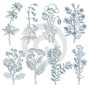 Herbs wild flowers botanical medicinal organic healing plants vector set in hand drawn style