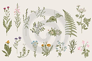 Herbs and Wild Flowers. Botany. Set. photo