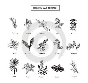 Herbs and Wild Flowers. Botany. 15 Set. Vintage flowers. Vector illustration