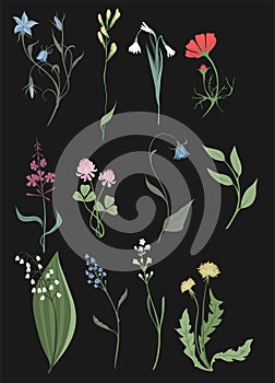 Herbs and Wild Flowers vector clip art set