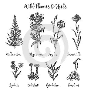 Herbs and Wild Flowers. Vector drawing set. Isolated meadow plants and leaves. Vintage flower. Floral illustration in