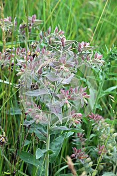 In the wild, nonea pulla blooms
