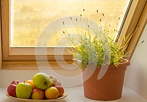 Herbs on window sill