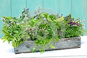 Herbs in wood planter